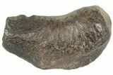 Fossil Whale Ear Bone - Miocene #177782-1